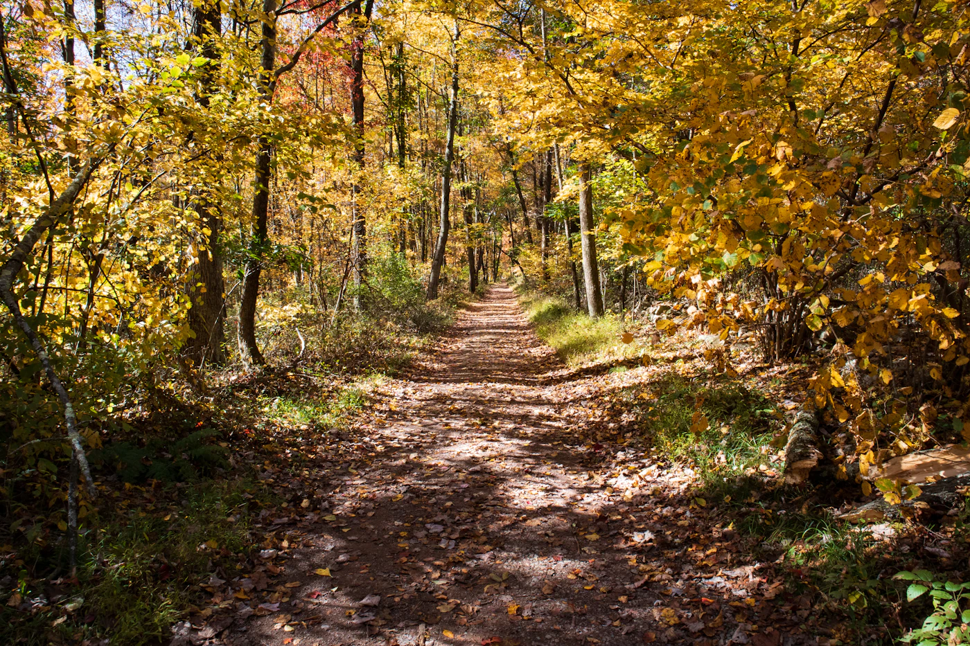 Autumn trees in Pennsylvania, where the answer to is weed legal in Pennsylvania depends on medical or recreational use